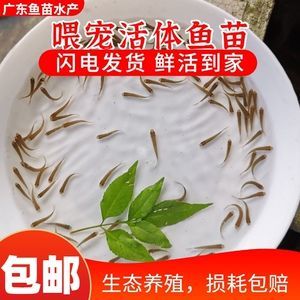 龍魚可以喂草魚嗎：龍魚可以喂草魚，但要注意喂食量和頻率
