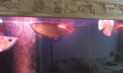 北京紅龍魚紅龍魚市場、紅龍魚市場、福麗特觀賞魚市場等地：關于北京紅龍魚的一些信息