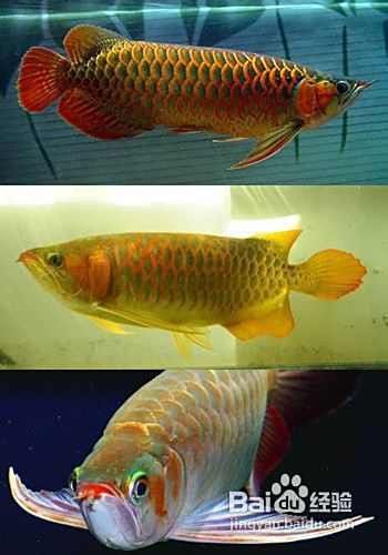 紅龍魚發色后多久會褪色