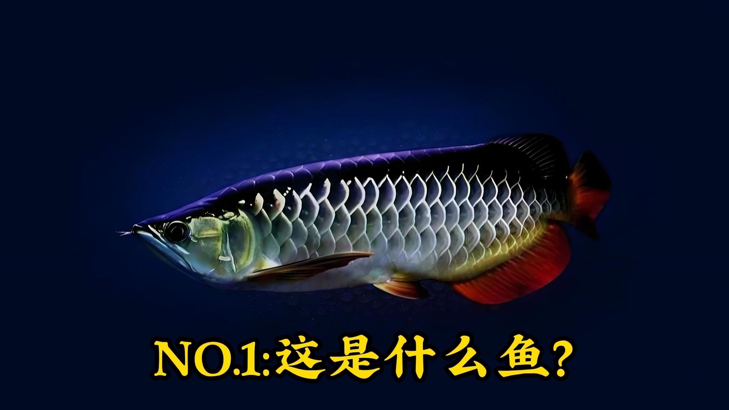 如何區分高背金龍魚和過背金龍魚？