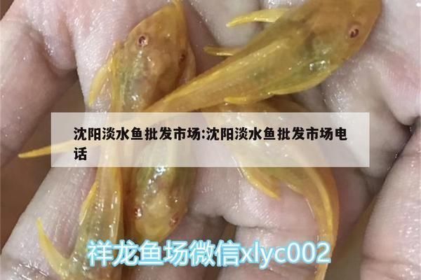 沈陽紅龍魚批發市場電話，沈陽紅龍魚批發市場電話僅得知沈陽龍魚批發市場電話內容