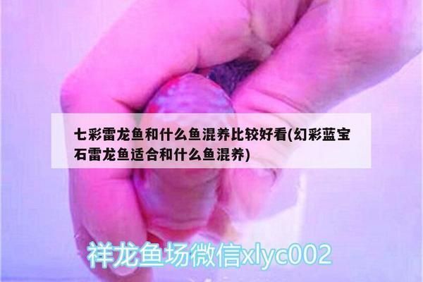 沈陽紅龍魚批發市場電話，沈陽紅龍魚批發市場電話僅得知沈陽龍魚批發市場電話內容
