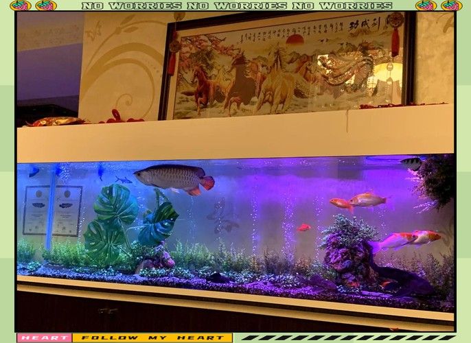 玉石金龍魚放在哪里比較好養活