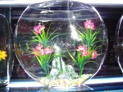 紅龍魚怎么養好看又好養視頻講解（紅龍魚養殖視頻教程）