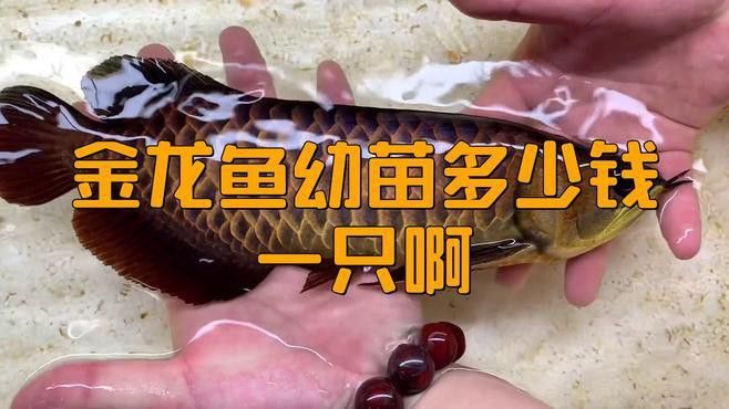 金龍魚苗價格多少錢一條啊