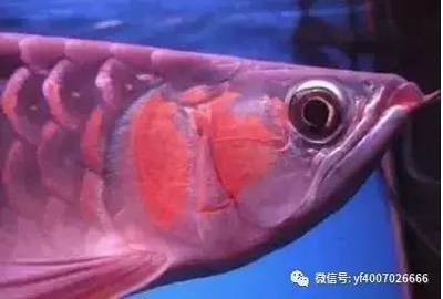 龍魚一開燈就掉眼睛怎么辦：龍魚一開燈就掉眼怎么辦，龍魚一開燈就掉眼睛怎么辦