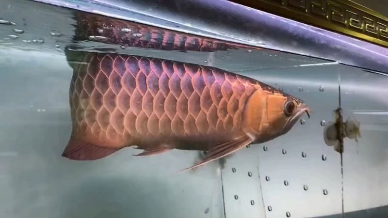 藍底龍魚要用什么顏色燈光照射魚缸