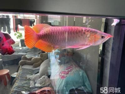 紅龍魚高端配魚多少錢（紅龍魚價格_紅龍魚圖片_紅龍魚怎么養）