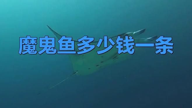 魔鬼魚市場價一斤多少錢