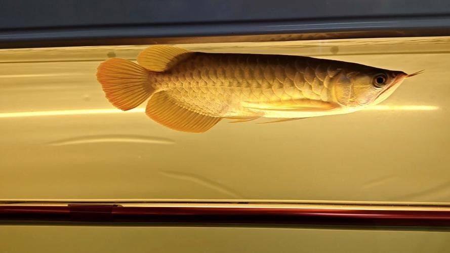 龍魚發色用什么燈好呢