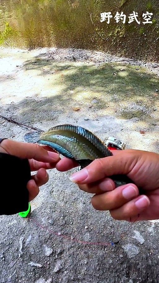 推薦幾款適合抓雷龍魚的釣竿