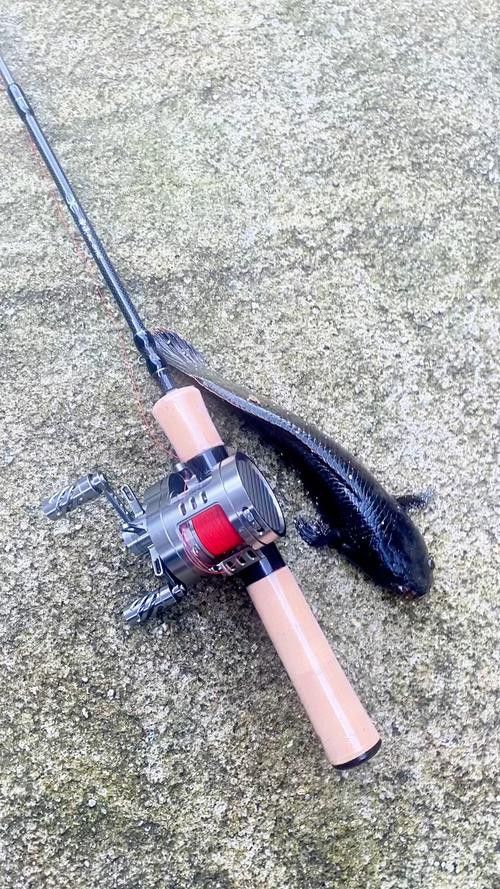 推薦幾款適合抓雷龍魚的釣竿