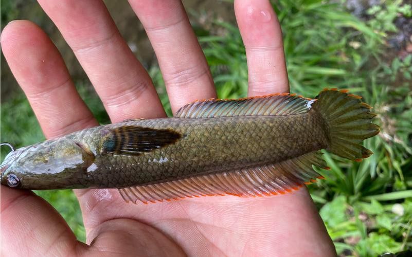 推薦幾款適合抓雷龍魚的釣竿
