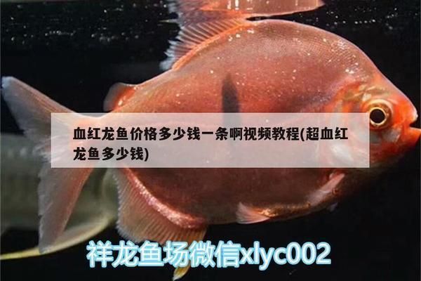 超血紅龍魚價格表：超血紅龍魚的價格因品種、品質和市場供求關系而異