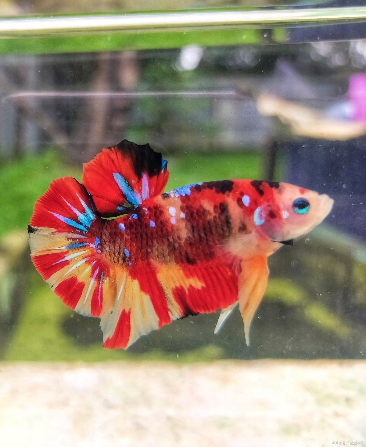 龍魚炸鱗病會自愈嗎？