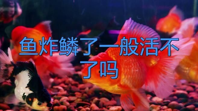 龍魚炸鱗病會自愈嗎？
