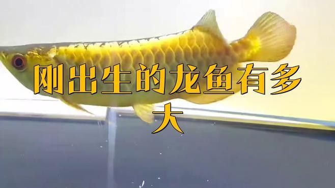 龍魚苗的生長(zhǎng)速度如何？