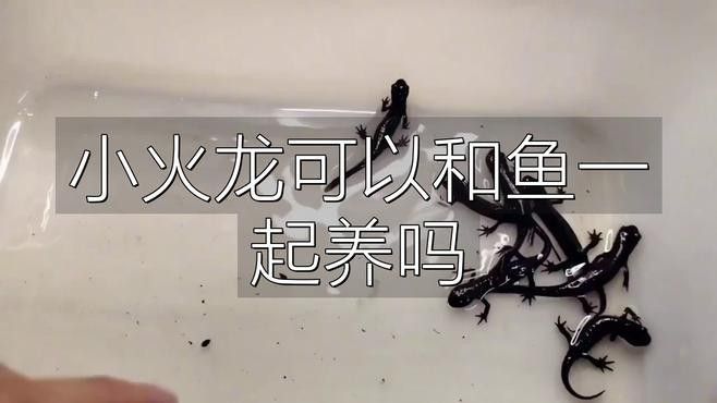 小火龍魚(yú)能和什么魚(yú)混養(yǎng)呢