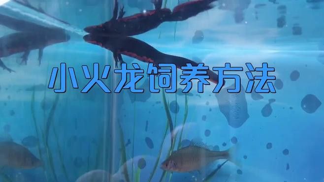 小火龍魚(yú)能和什么魚(yú)混養(yǎng)呢