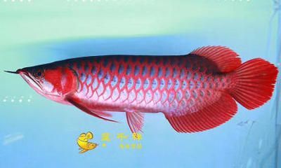 綠皮紅龍魚能紅嗎：綠皮紅龍魚發色的五個方法