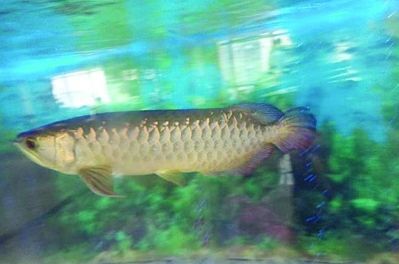 綠皮紅龍魚能紅嗎：綠皮紅龍魚發色的五個方法