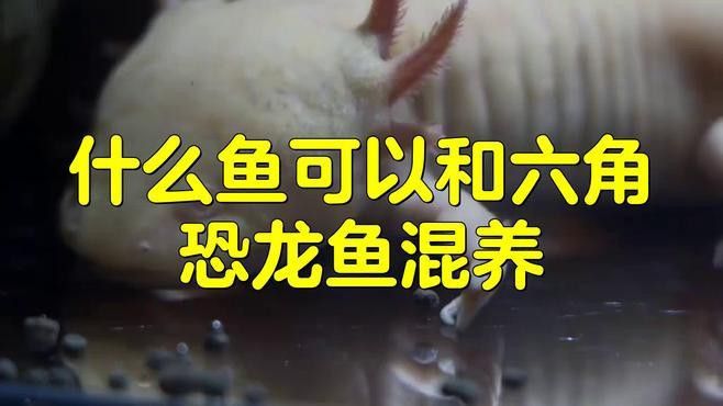 大型魚混養恐龍魚好嗎