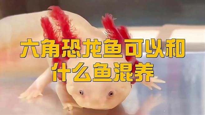 大型魚混養恐龍魚好嗎