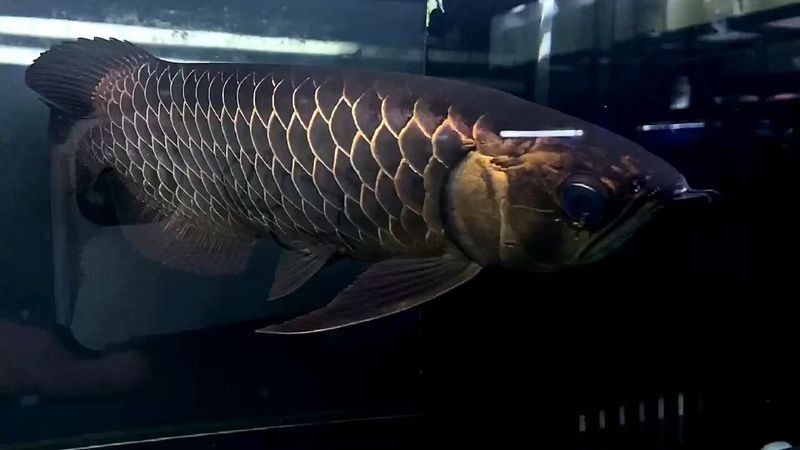 黑色金龍魚價格多少錢一條啊視頻