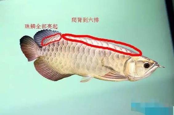 龍魚圖片價格大全