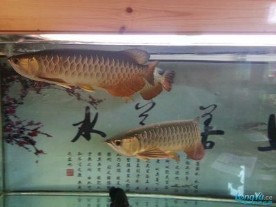 金龍魚能和錦鯉混養在一起嗎？：金龍魚和錦鯉并不建議混養，以下是詳細的解釋