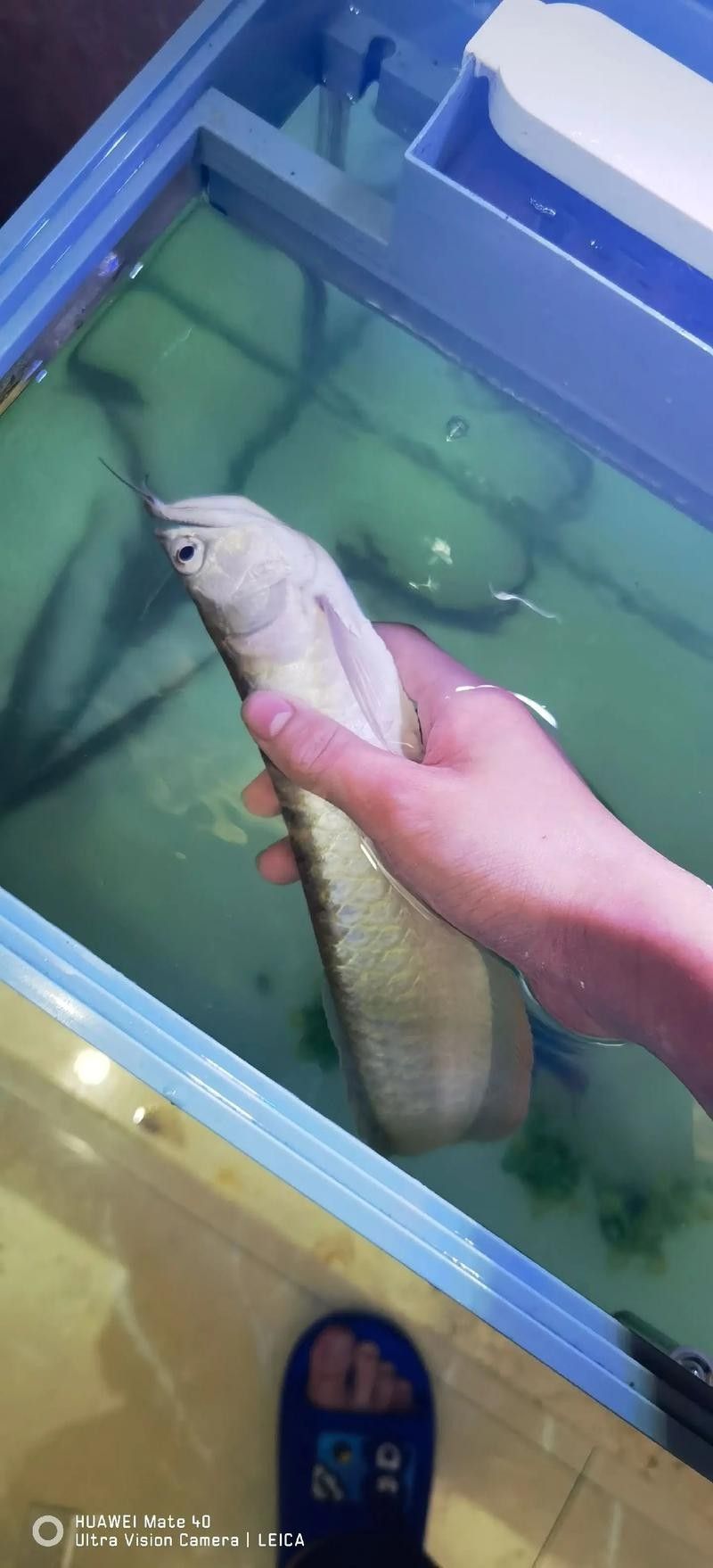 銀龍魚喂什么小魚好養