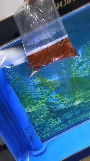 銀龍魚喂什么小魚好養