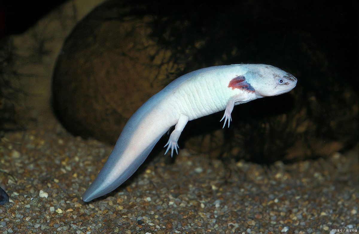 六角恐龍魚為什么不吃紅蟲