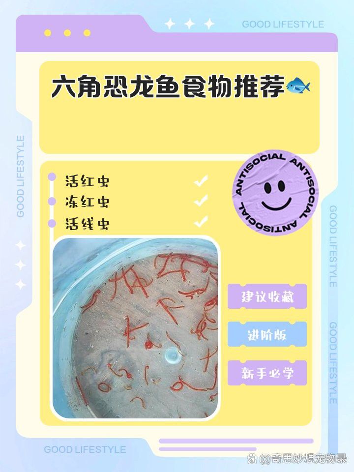 六角恐龍魚為什么不吃紅蟲