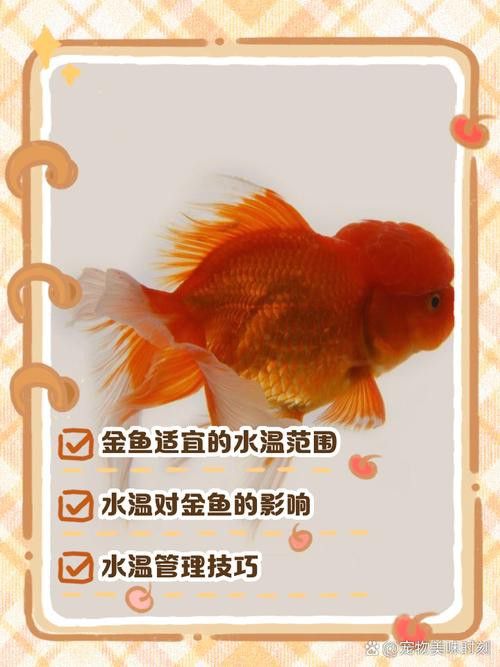 金龍魚 溫度