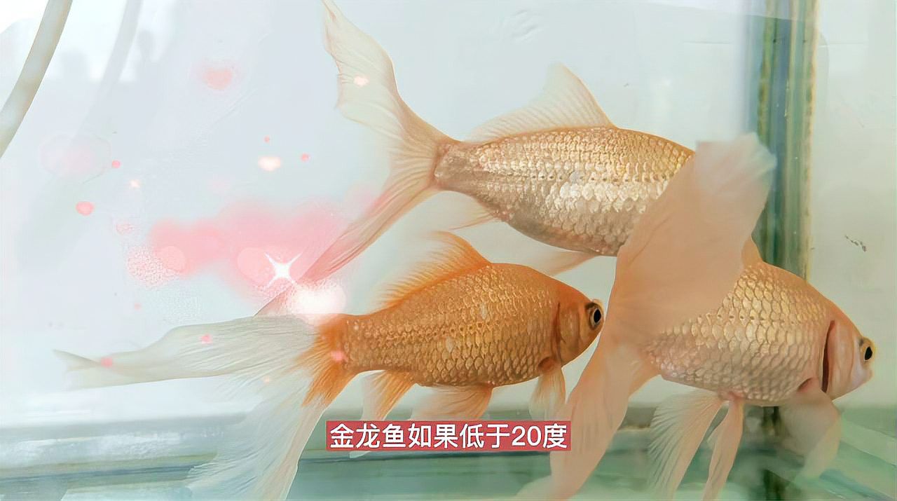 金龍魚 溫度