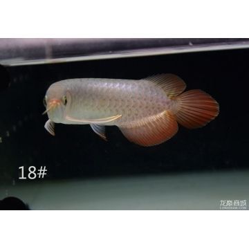 純血紅龍魚和辣椒紅龍魚區別：純血紅龍魚和辣椒紅龍魚在外觀、市場價值有所不同