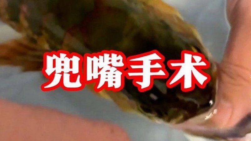 龍魚鱗片潰爛手術風險大嗎？