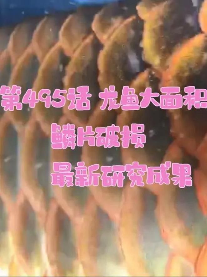 龍魚鱗片潰爛手術風險大嗎？