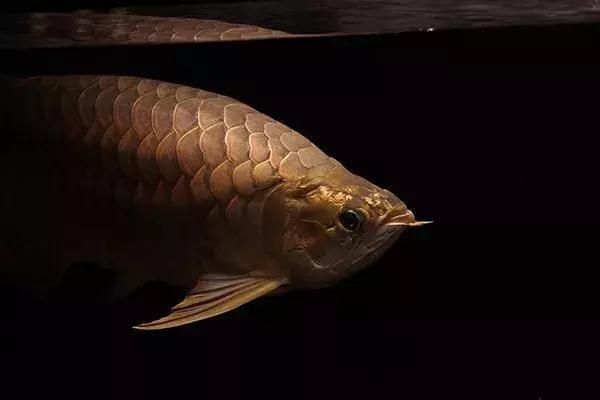 龍魚沒有嘴（“龍魚沒有嘴”是真的嗎？）