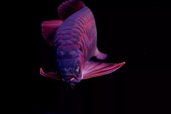 龍魚沒有嘴（“龍魚沒有嘴”是真的嗎？）