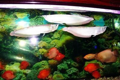 養(yǎng)銀龍魚需要足夠大的魚缸，高度多少合適呢，：養(yǎng)銀龍魚要多大的缸，高度多少合適