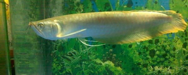 養(yǎng)銀龍魚需要足夠大的魚缸，高度多少合適呢，：養(yǎng)銀龍魚要多大的缸，高度多少合適