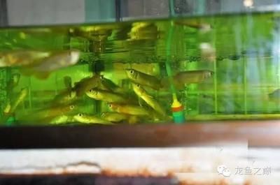 金龍魚哪里的魚最好，中國的多個城市都有金龍魚的生產(chǎn)基地：金龍魚哪里的魚好