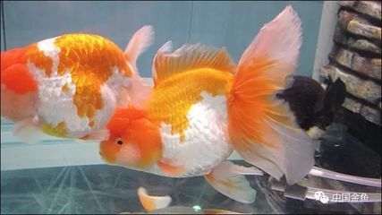 新魚缸養龍魚的適宜時間主要取決于以下幾個方面的方面：新魚缸養龍魚多長時間放魚