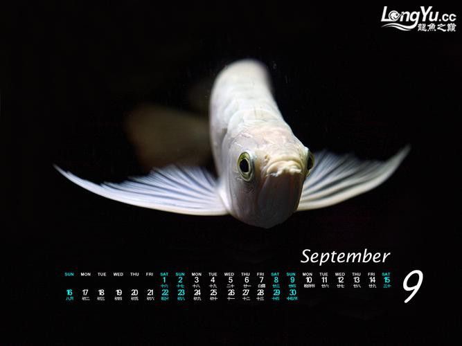白化紅龍魚
