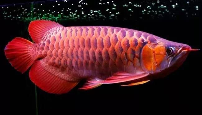白化紅龍魚