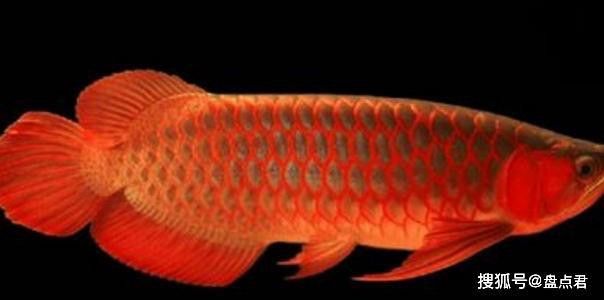 白化紅龍魚