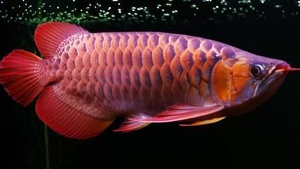 辦公室養紅龍魚的寓意是什么：辦公室養紅龍魚的寓意