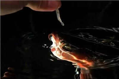 如何鍛煉龍魚膽量和膽量：如何鍛煉龍魚膽量